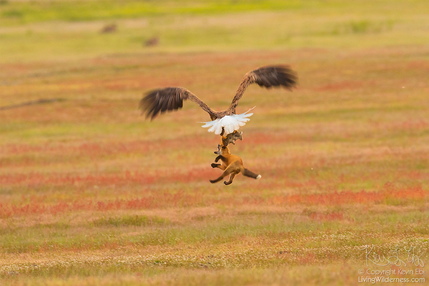 Photographer Shoots Epic Battle Between Fox And Eagle Over Rabbit, And It Gets More And More Epic With Each Photo Photographer Shoots Epic Battle Between Fox And Eagle Over Rabbit, And It Gets More And More Epic With Each Photo