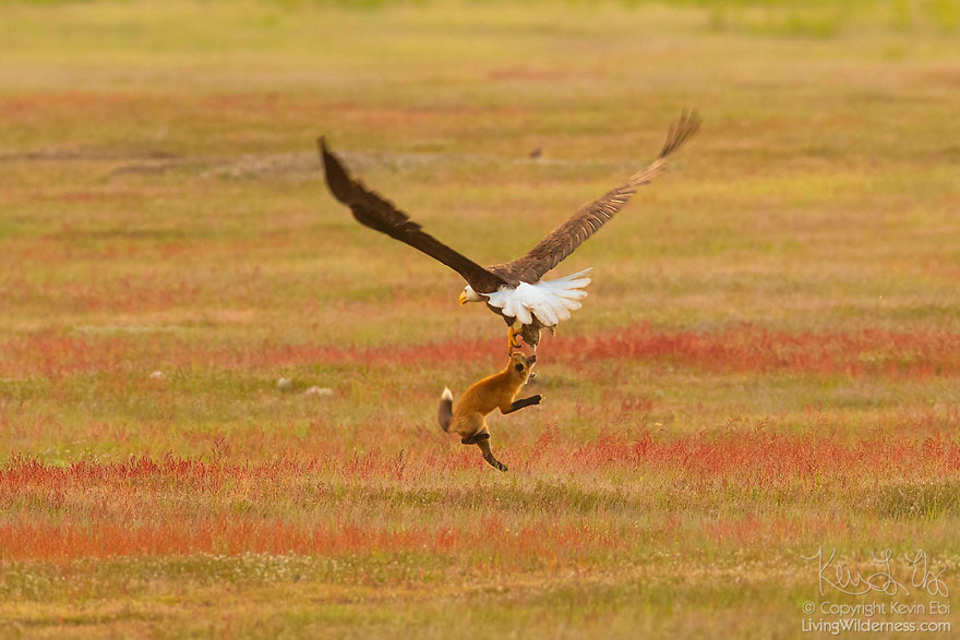 Photographer Shoots Epic Battle Between Fox And Eagle Over Rabbit, And It Gets More And More Epic With Each Photo Photographer Shoots Epic Battle Between Fox And Eagle Over Rabbit, And It Gets More And More Epic With Each Photo