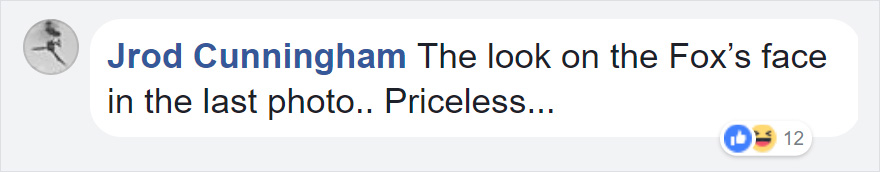 Photographer Shoots Epic Battle Between Fox And Eagle Over Rabbit, And It Gets More And More Epic With Each Photo Photographer Shoots Epic Battle Between Fox And Eagle Over Rabbit, And It Gets More And More Epic With Each Photo