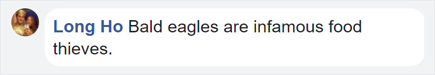 Photographer Shoots Epic Battle Between Fox And Eagle Over Rabbit, And It Gets More And More Epic With Each Photo