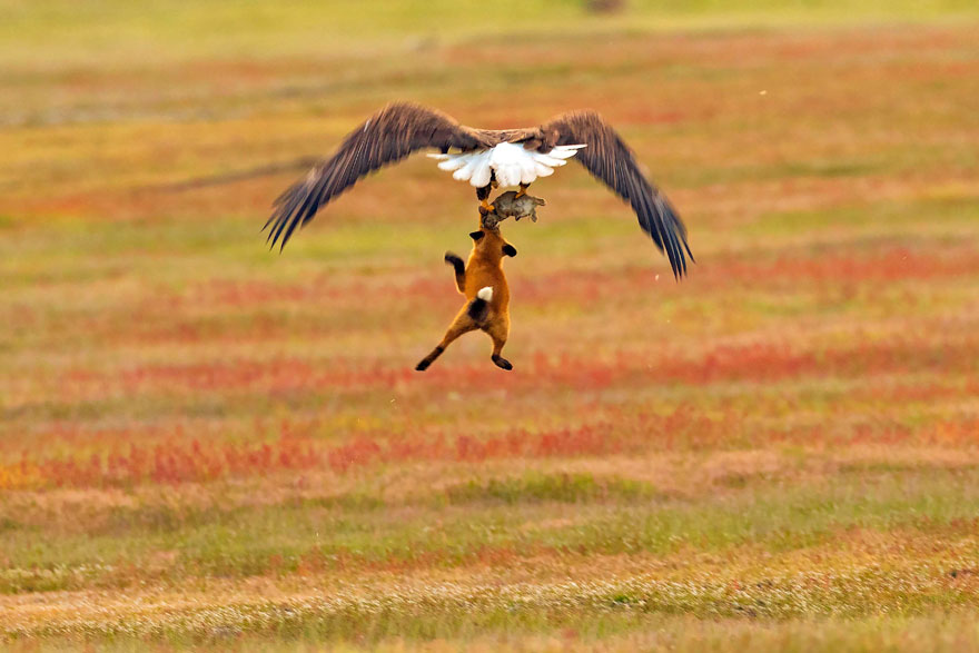 Photographer Shoots Epic Battle Between Fox And Eagle Over Rabbit, And It Gets More And More Epic With Each Photo Photographer Shoots Epic Battle Between Fox And Eagle Over Rabbit, And It Gets More And More Epic With Each Photo