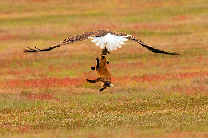 Photographer Shoots Epic Battle Between Fox And Eagle Over Rabbit, And It Gets More And More Epic With Each Photo Photographer Shoots Epic Battle Between Fox And Eagle Over Rabbit, And It Gets More And More Epic With Each Photo