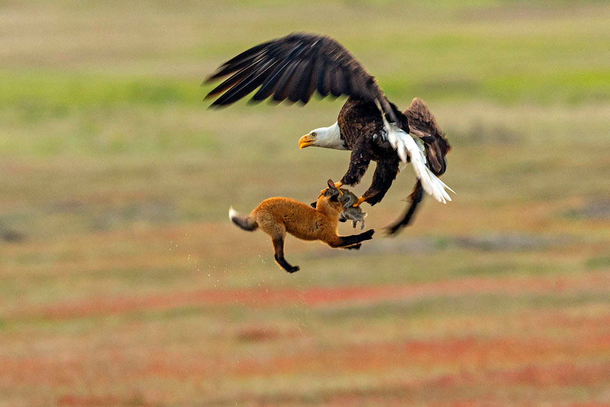 Photographer Shoots Epic Battle Between Fox And Eagle Over Rabbit, And It Gets More And More Epic With Each Photo Photographer Shoots Epic Battle Between Fox And Eagle Over Rabbit, And It Gets More And More Epic With Each Photo