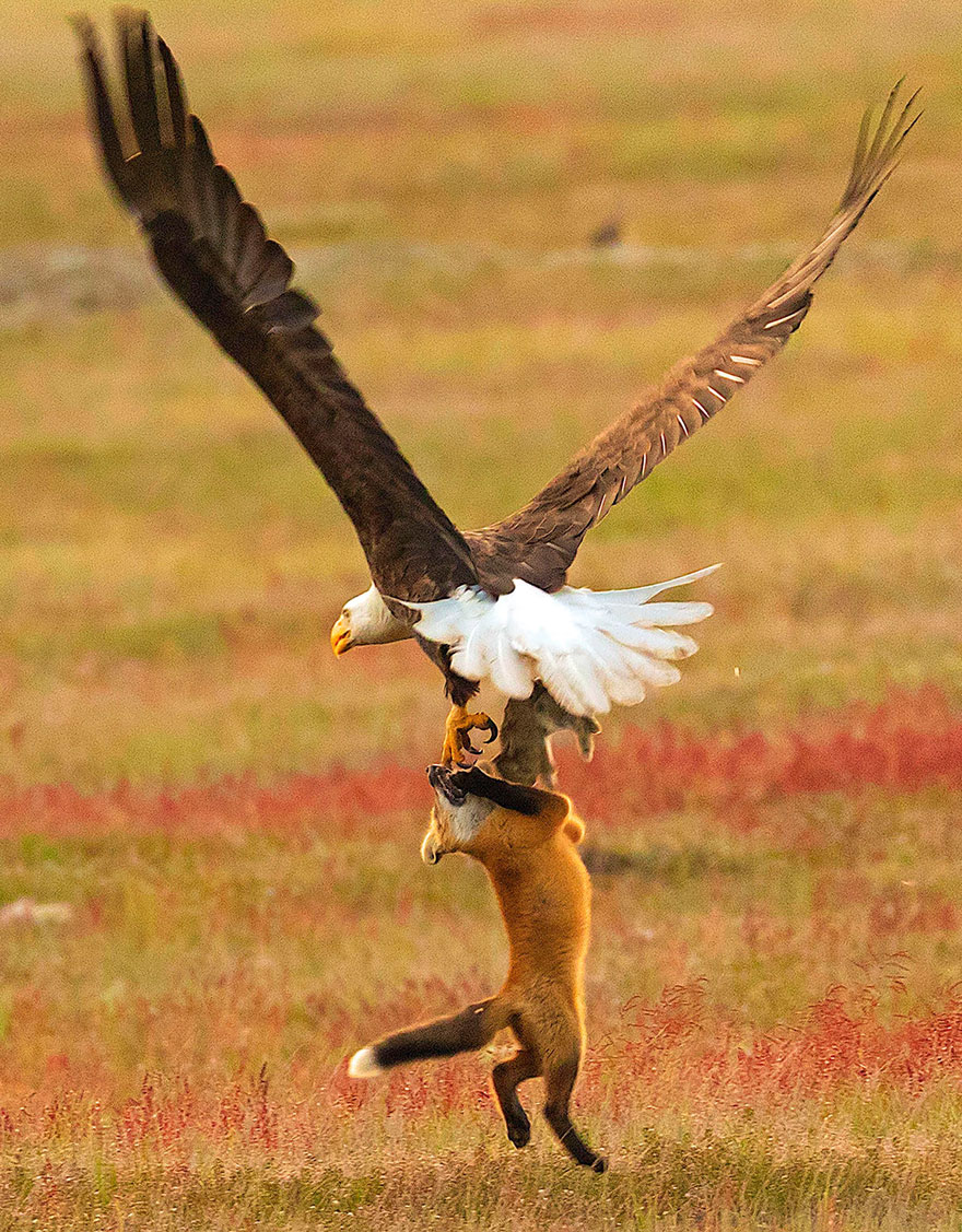 Photographer Shoots Epic Battle Between Fox And Eagle Over Rabbit, And It Gets More And More Epic With Each Photo Photographer Shoots Epic Battle Between Fox And Eagle Over Rabbit, And It Gets More And More Epic With Each Photo