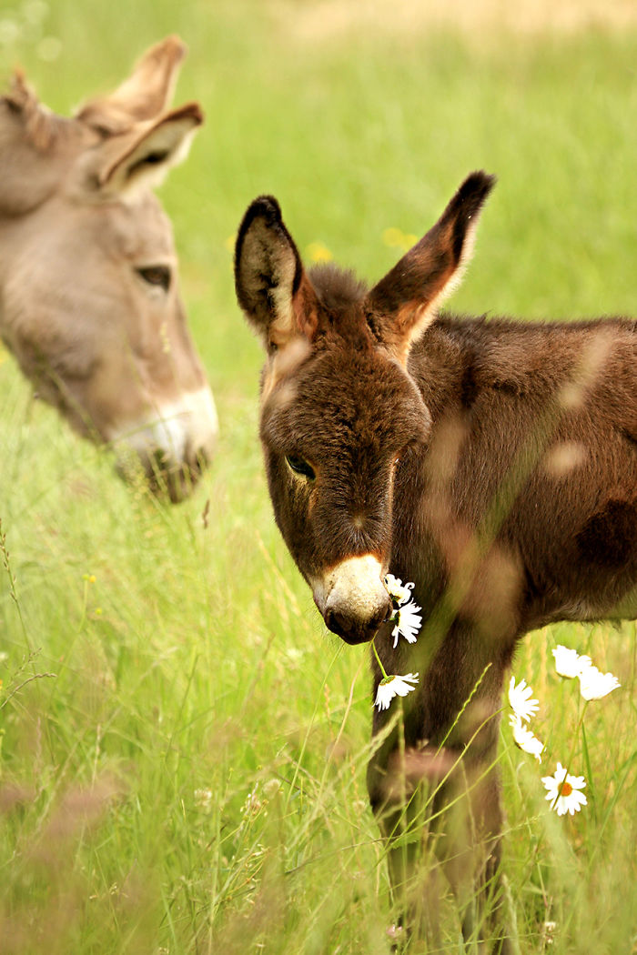 Tasting Daisies