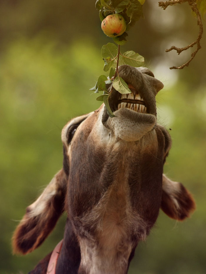 To The Apple And Beyond!