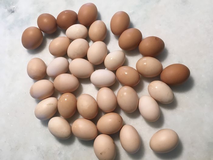 I Run A Small Animal Rescue: This Is What I See Every Day