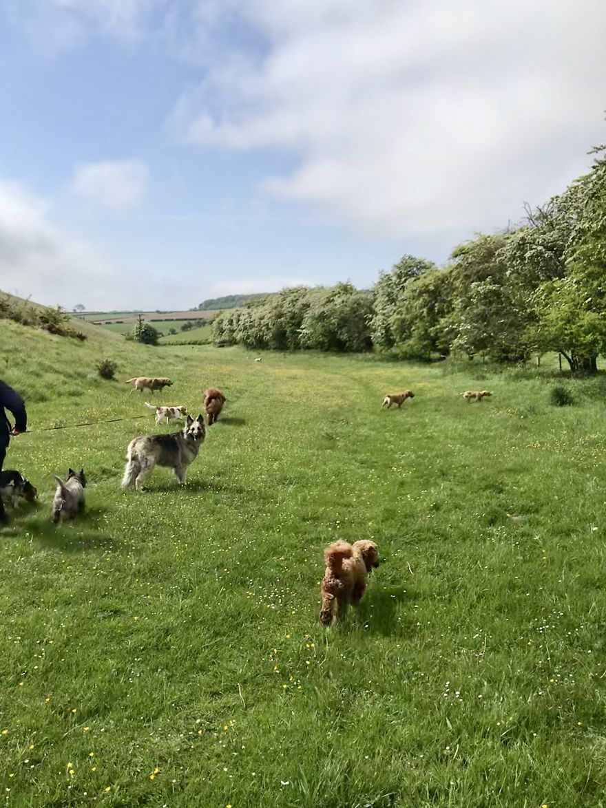 We Took Our Daycare Dogs On A School Trip We Took Our Daycare Dogs On A School Trip