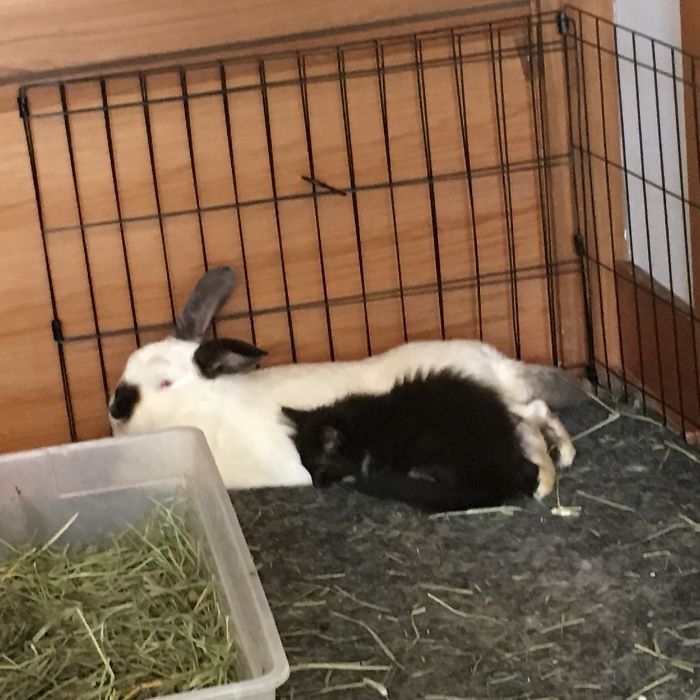 I Run A Small Animal Rescue: This Is What I See Every Day