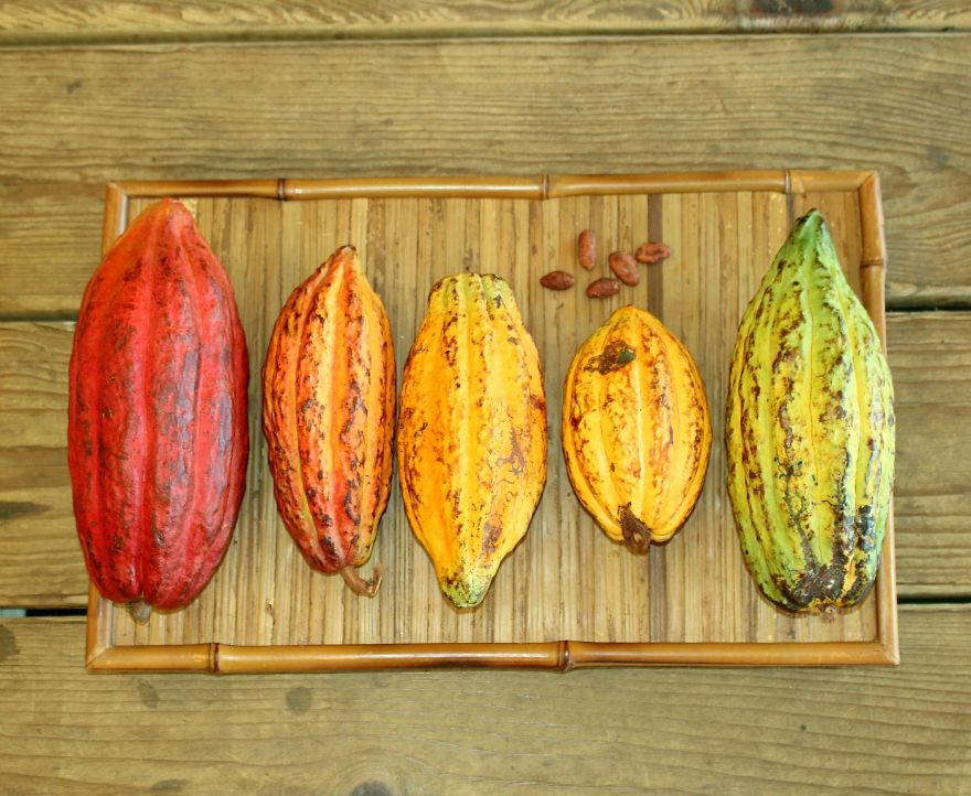 I'm A Chocolate Maker, And Here's How The Chocolate is Made From Bean To Bar I'm A Chocolate Maker, And Here's How The Chocolate is Made From Bean To Bar