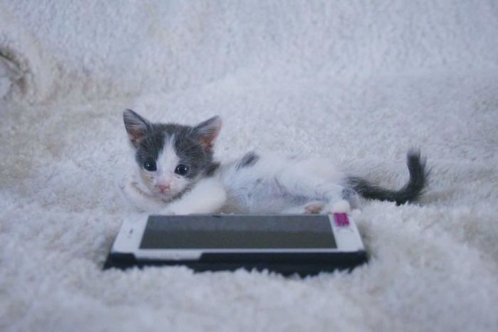 A Chance At Life: A Kitten’s Story