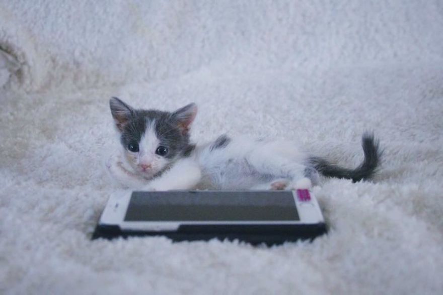 A Chance At Life: A Kitten's Story A Chance At Life: A Kitten's Story