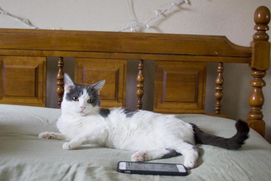 A Chance At Life: A Kitten's Story A Chance At Life: A Kitten's Story