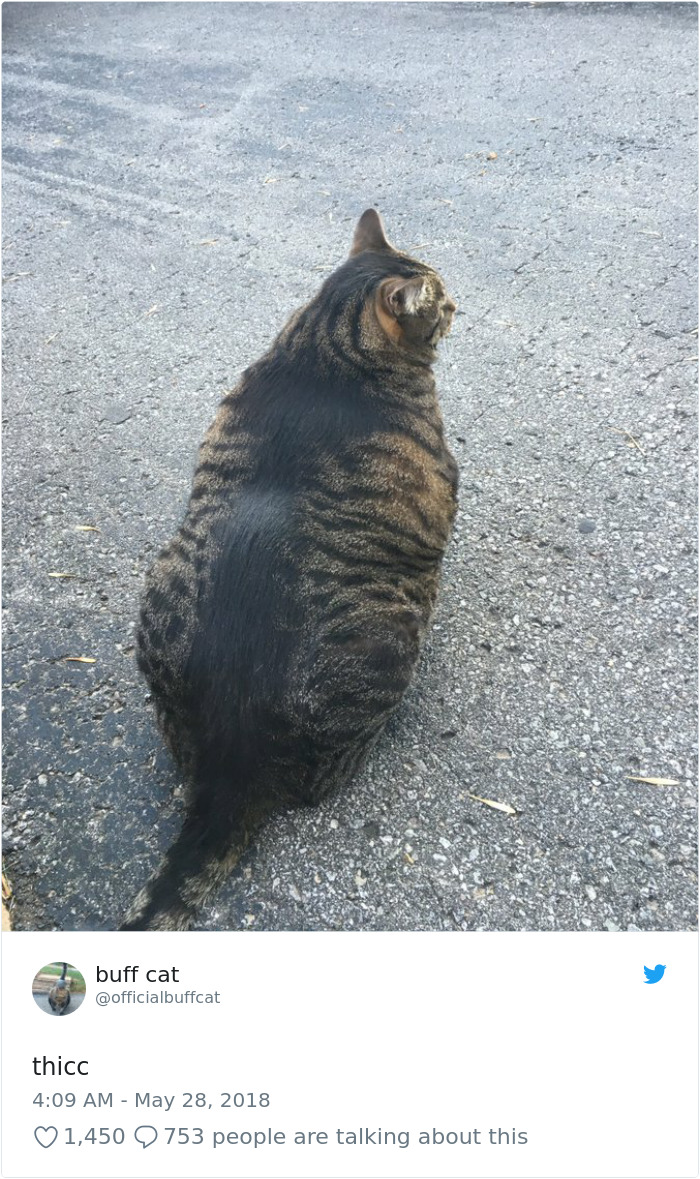 Insanely Muscular Cat Conquers The Internet And The Memes Are Hilarious Insanely Muscular Cat Conquers The Internet And The Memes Are Hilarious