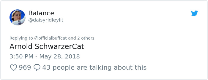 Insanely Muscular Cat Conquers The Internet And The Memes Are Hilarious Insanely Muscular Cat Conquers The Internet And The Memes Are Hilarious