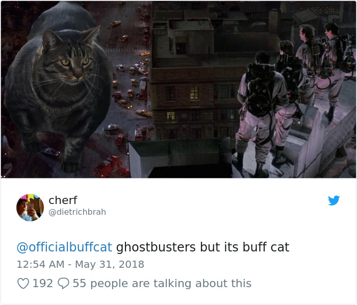 Insanely Muscular Cat Conquers The Internet And The Memes Are Hilarious Insanely Muscular Cat Conquers The Internet And The Memes Are Hilarious