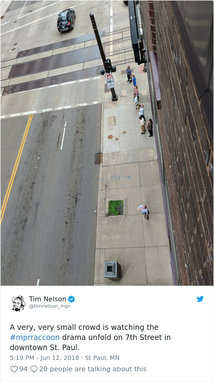 Internet Holds Its Breath As Raccoon Climbs A Skyscraper, And It Gets Scarier And Scarier With Every Pic Internet Holds Its Breath As Raccoon Climbs A Skyscraper, And It Gets Scarier And Scarier With Every Pic
