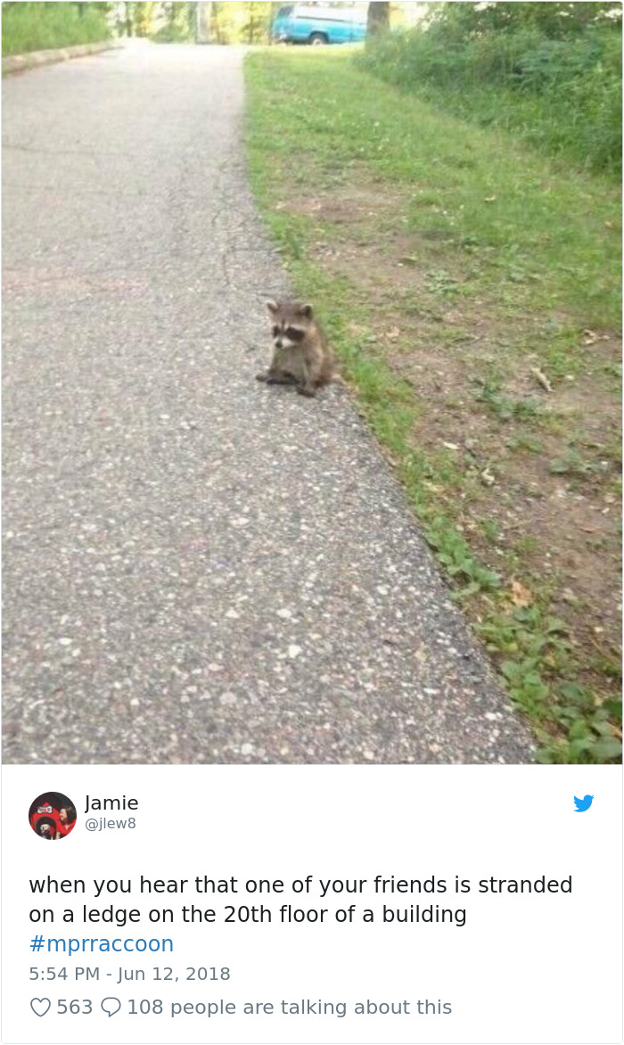 Internet Holds Its Breath As Raccoon Climbs A Skyscraper, And It Gets Scarier And Scarier With Every Pic