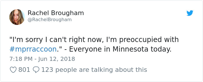 Internet Holds Its Breath As Raccoon Climbs A Skyscraper, And It Gets Scarier And Scarier With Every Pic