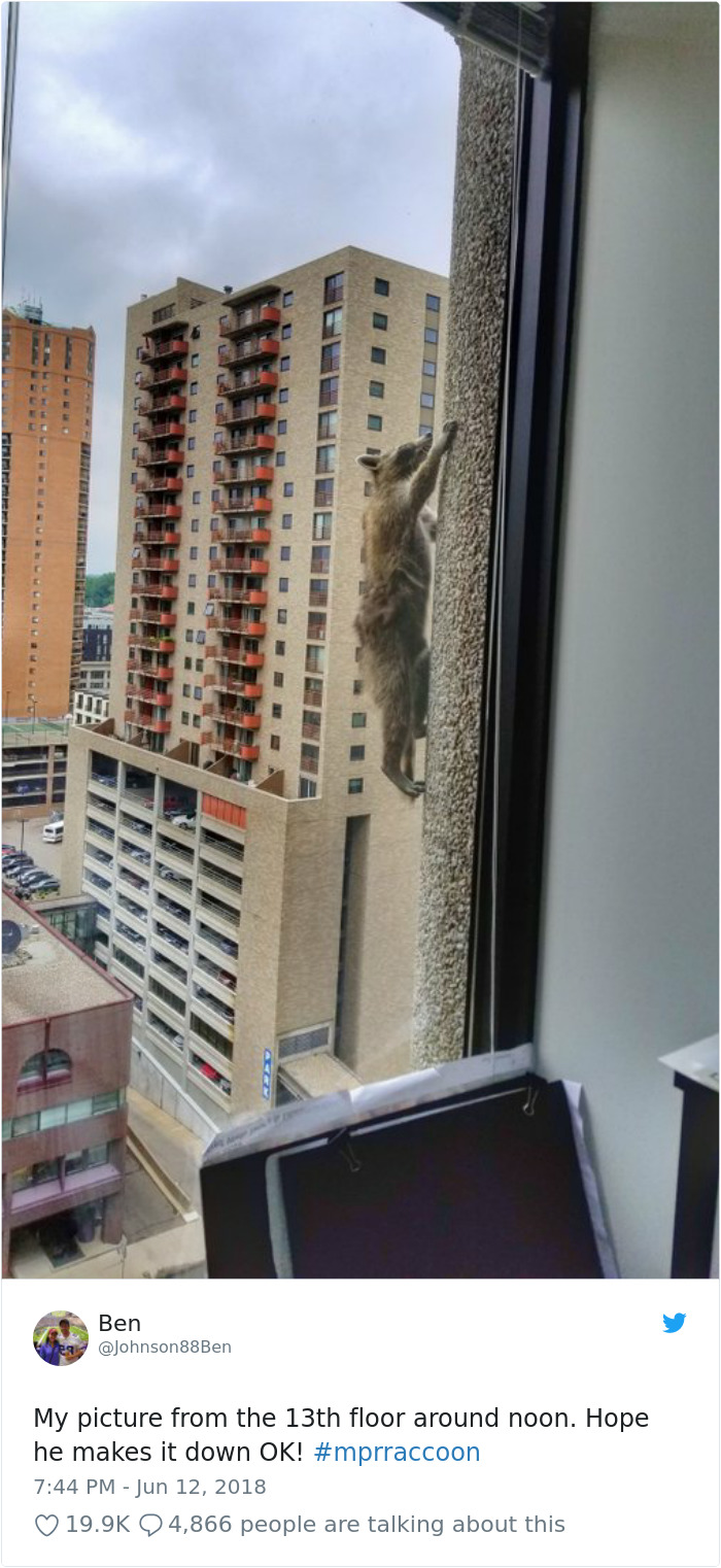 Internet Holds Its Breath As Raccoon Climbs A Skyscraper, And It Gets Scarier And Scarier With Every Pic Internet Holds Its Breath As Raccoon Climbs A Skyscraper, And It Gets Scarier And Scarier With Every Pic