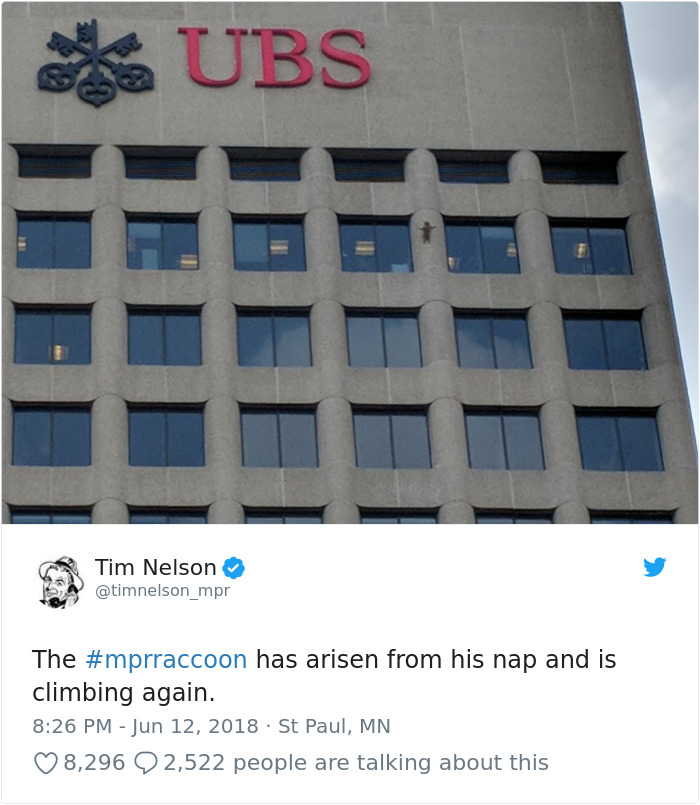 Internet Holds Its Breath As Raccoon Climbs A Skyscraper, And It Gets Scarier And Scarier With Every Pic Internet Holds Its Breath As Raccoon Climbs A Skyscraper, And It Gets Scarier And Scarier With Every Pic