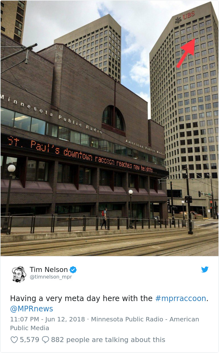 Internet Holds Its Breath As Raccoon Climbs A Skyscraper, And It Gets Scarier And Scarier With Every Pic