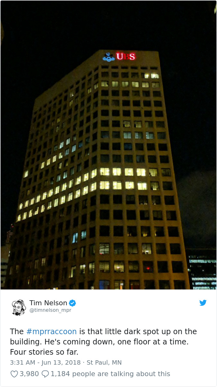 Internet Holds Its Breath As Raccoon Climbs A Skyscraper, And It Gets Scarier And Scarier With Every Pic