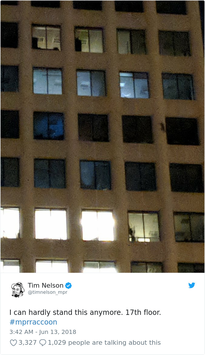 Internet Holds Its Breath As Raccoon Climbs A Skyscraper, And It Gets Scarier And Scarier With Every Pic Internet Holds Its Breath As Raccoon Climbs A Skyscraper, And It Gets Scarier And Scarier With Every Pic