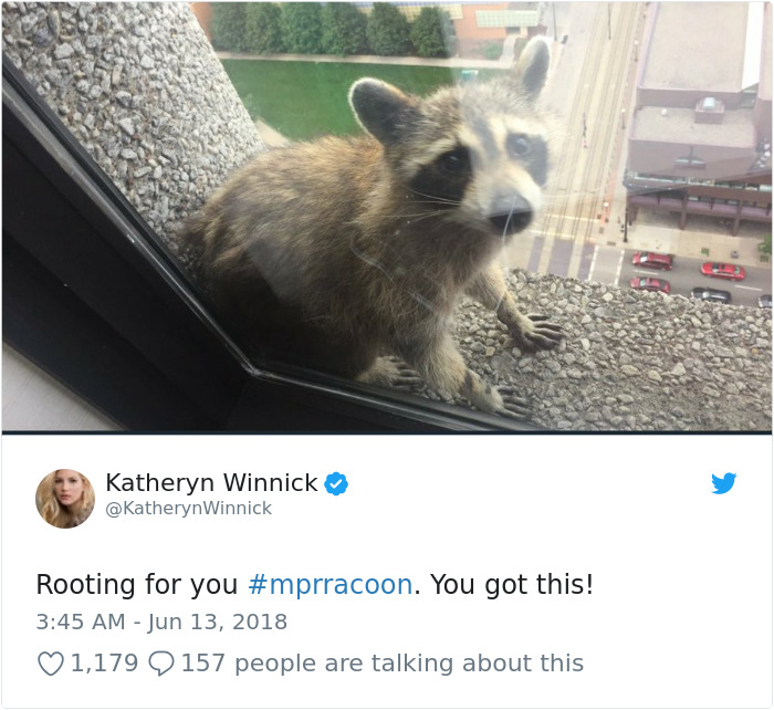 Internet Holds Its Breath As Raccoon Climbs A Skyscraper, And It Gets Scarier And Scarier With Every Pic