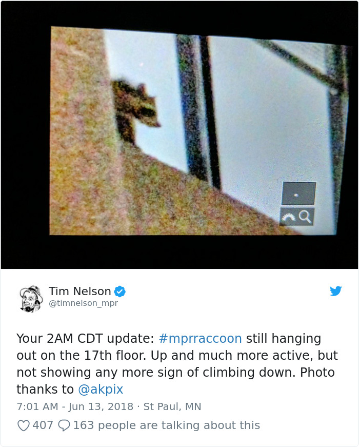 Internet Holds Its Breath As Raccoon Climbs A Skyscraper, And It Gets Scarier And Scarier With Every Pic Internet Holds Its Breath As Raccoon Climbs A Skyscraper, And It Gets Scarier And Scarier With Every Pic