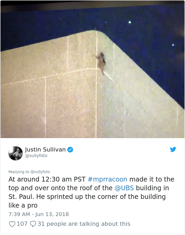 Internet Holds Its Breath As Raccoon Climbs A Skyscraper, And It Gets Scarier And Scarier With Every Pic Internet Holds Its Breath As Raccoon Climbs A Skyscraper, And It Gets Scarier And Scarier With Every Pic