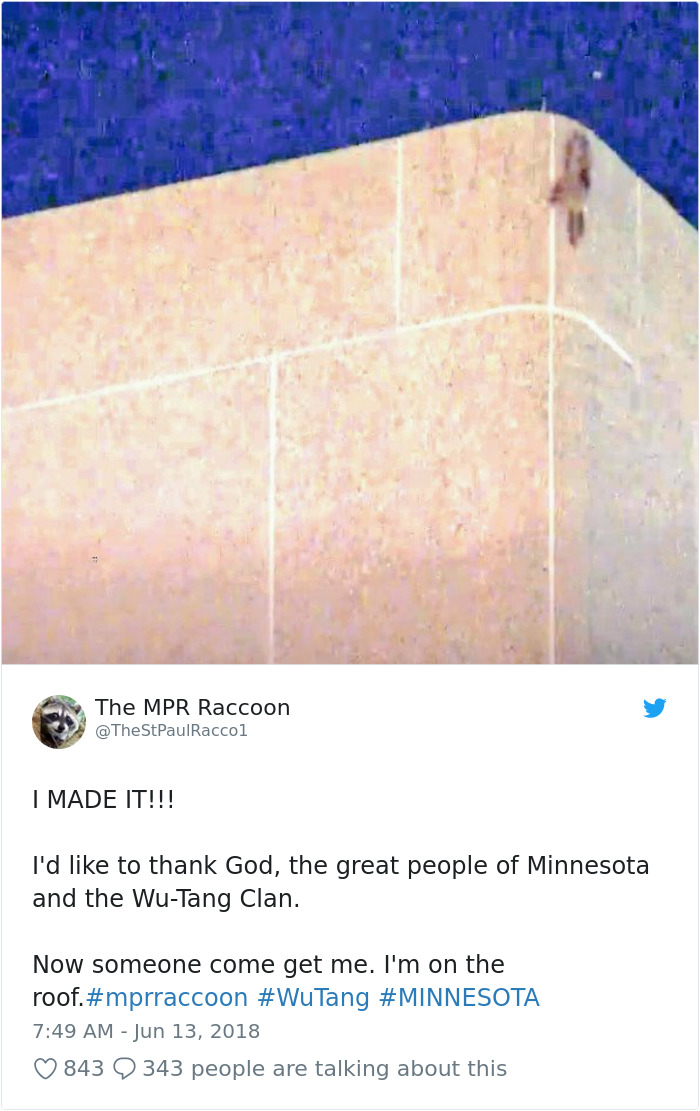 Internet Holds Its Breath As Raccoon Climbs A Skyscraper, And It Gets Scarier And Scarier With Every Pic Internet Holds Its Breath As Raccoon Climbs A Skyscraper, And It Gets Scarier And Scarier With Every Pic