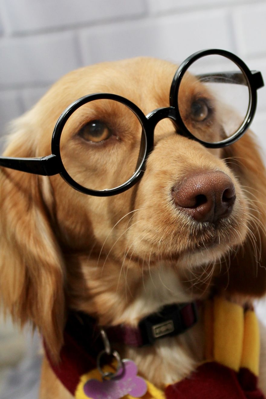 I Took Doggo School Pictures And These Are The Bloopers (So Far!)