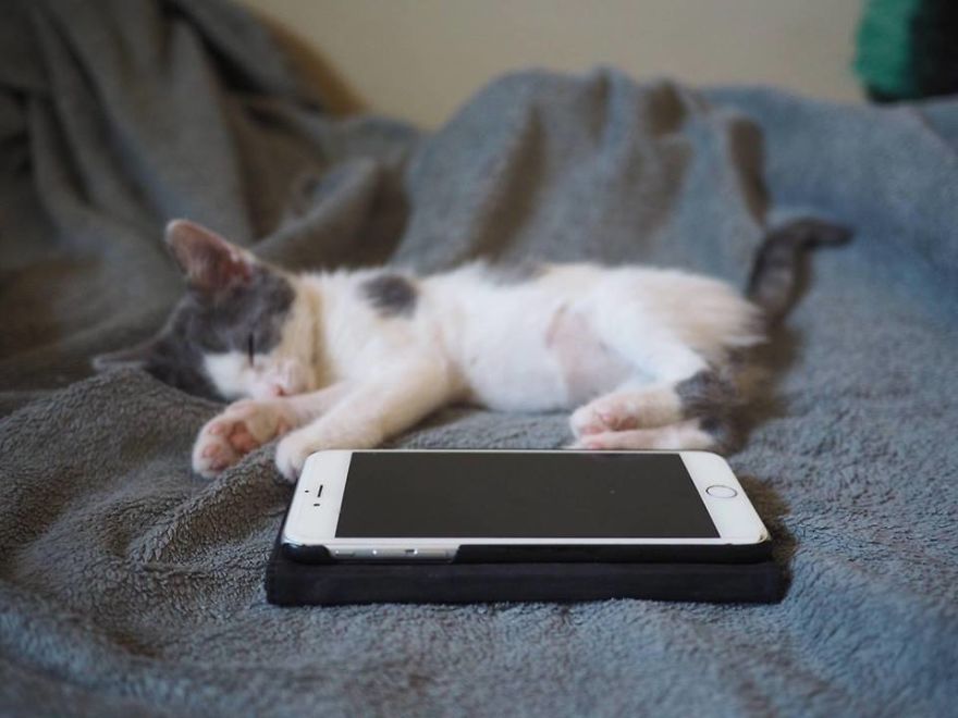 A Chance At Life: A Kitten's Story