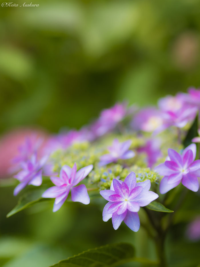 I Photographed The Peaceful World Of Flowers