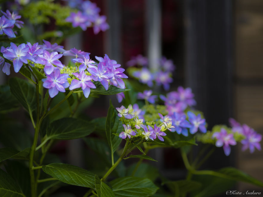 I Photographed The Peaceful World Of Flowers