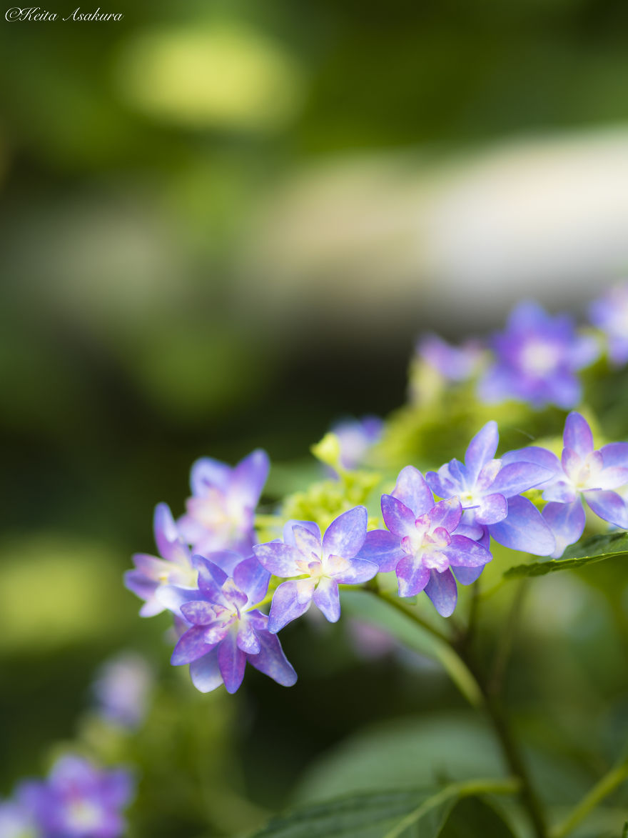 I Photographed The Peaceful World Of Flowers