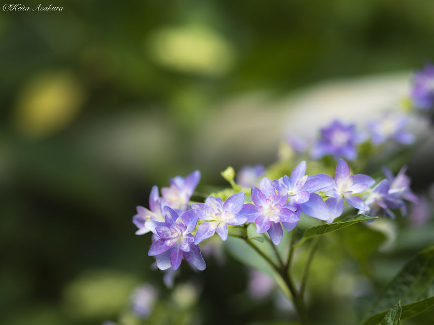 I Photographed The Peaceful World Of Flowers