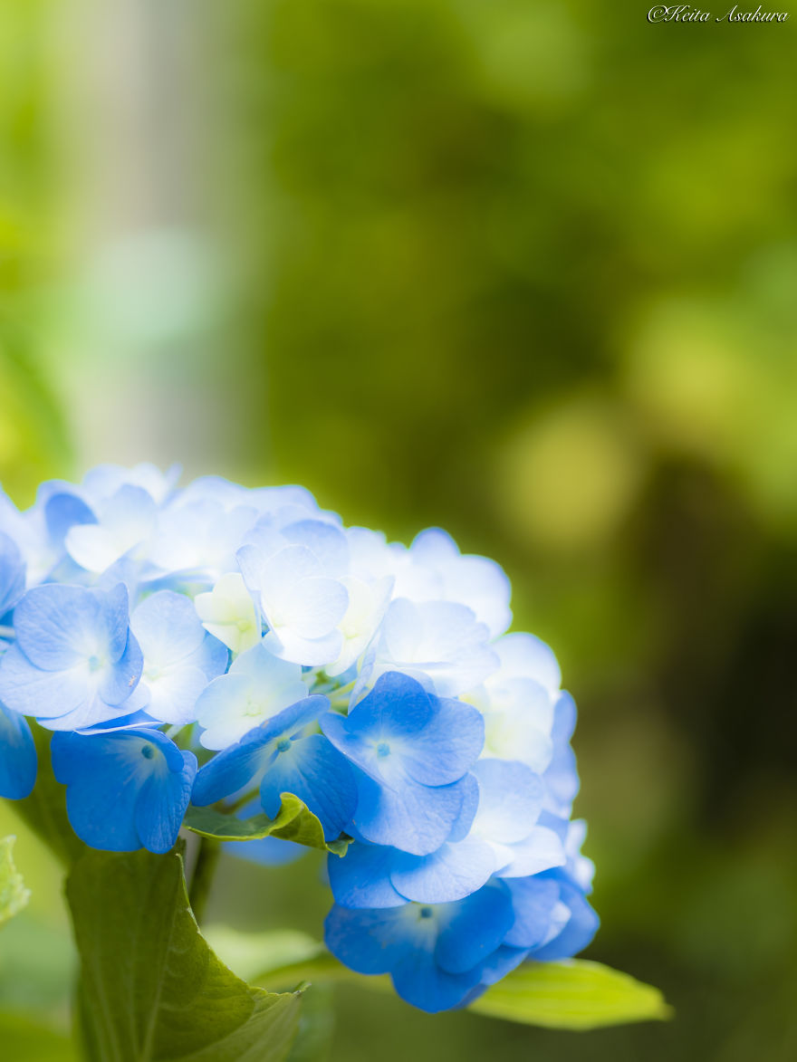 I Photographed The Peaceful World Of Flowers