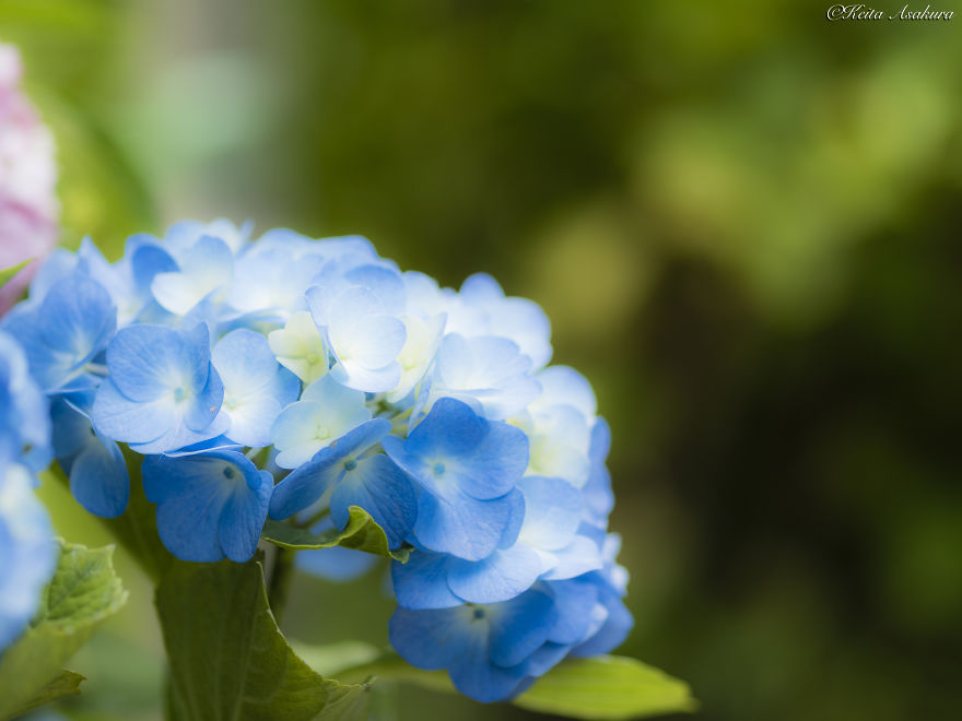 I Photographed The Peaceful World Of Flowers