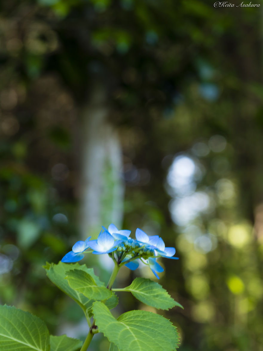 I Photographed The Peaceful World Of Flowers