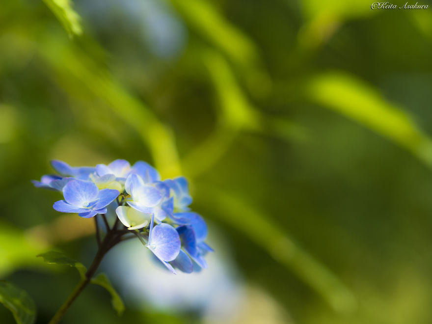 I Photographed The Peaceful World Of Flowers