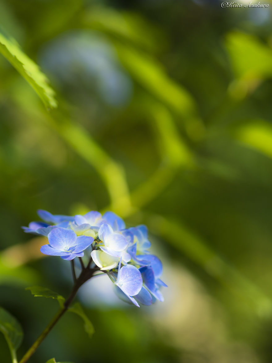 I Photographed The Peaceful World Of Flowers