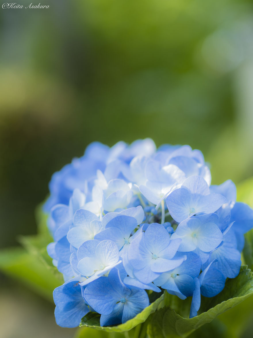 I Photographed The Peaceful World Of Flowers