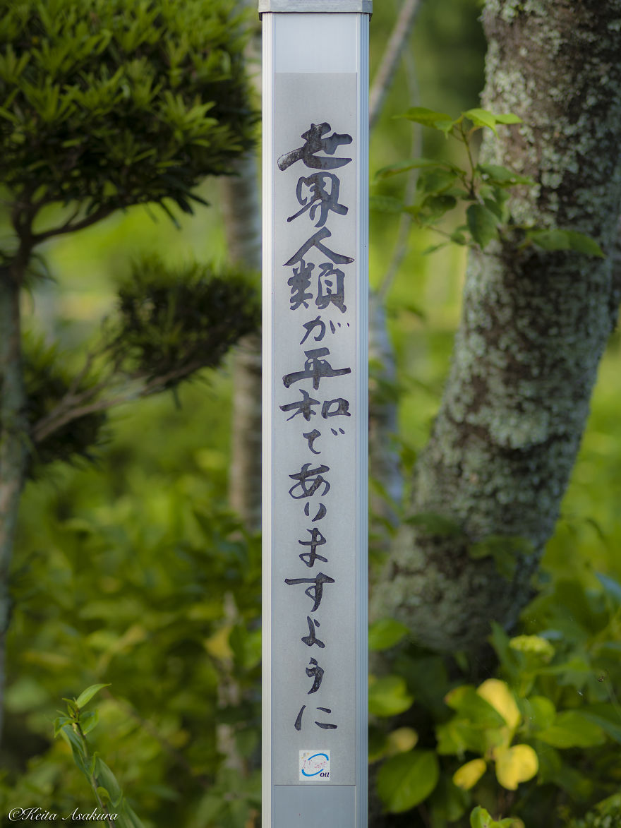 I Photographed The Peaceful World Of Flowers