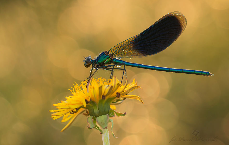 I Photograph The Beauty Of Nature