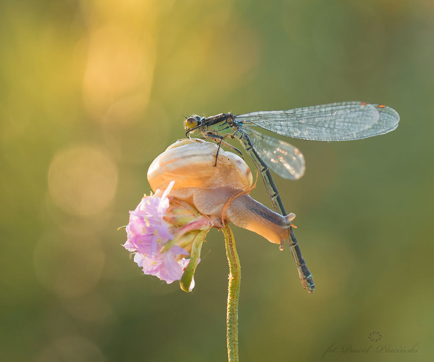 I Photograph The Beauty Of Nature