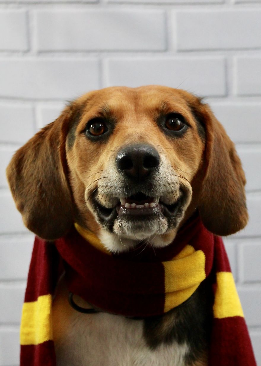 I Took Doggo School Pictures And These Are The Bloopers (So Far!)