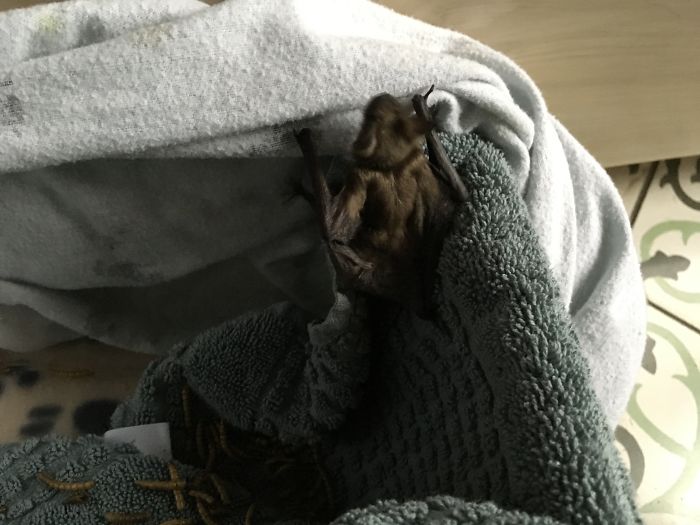 I Run A Small Animal Rescue: This Is What I See Every Day