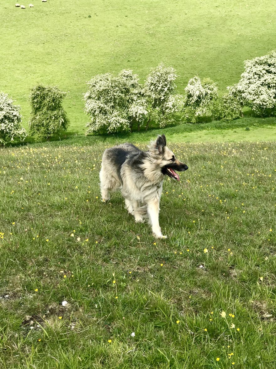 We Took Our Daycare Dogs On A School Trip We Took Our Daycare Dogs On A School Trip